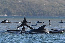 Balene spiaggiate in Tasmania, 90 morte, altre 180 a rischio