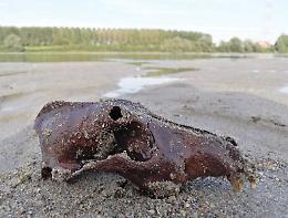 Nel Po il sindaco trova un cranio  fossilizzato