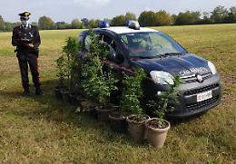  Rinvenute 14 piante di marijuana e denunciata una persona per spaccio