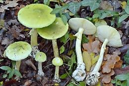 Attenzione ai funghi nelle campagne cremasche