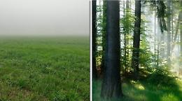 Un’oasi verde a Santa Maria, in arrivo 5.500 nuovi alberi


