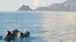 Il delfino Pino da 18 anni alle Eolie, 'adottato' da isolani