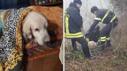 Bloccato nel fiume, Spank salvato dai pompieri

