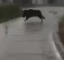 VIDEO Avvistamento di un grosso cinghiale nel Cremonese