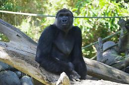 Covid, positivi tre gorilla dello zoo di San Diego