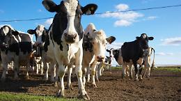 Travolto da una mucca nella stalla
