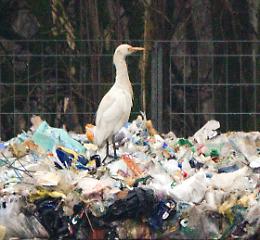 Discarica shock: gli uccelli padroni dell'immondizia