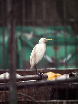 FOTO Discarica shock: gli uccelli padroni dell'immondizia