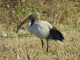 Ibis sacro, nuovi avvistamenti