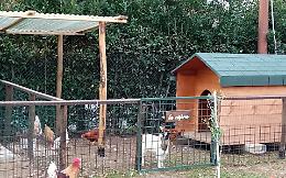 Uccisi e rubati animali in fattoria didattica a Fiumicino