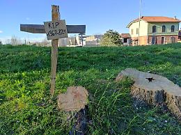 VIDEO Parco Bonaldi, una croce al posto dell'albero tagliato