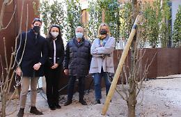 Museo Archeologico, completata prima fase della nuova piantumazione