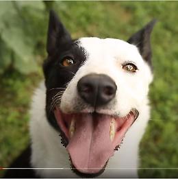 VIDEO "Intervista" a Holly, il cane protagonista di Basker