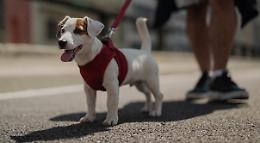 "Malati di Covid, chi pensa ai loro cani?"