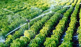 Confagricoltura: "Innovazione delle reti idriche per un uso efficiente e consapevole dell'acqua"