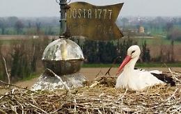 La cicogna di Cornaleto celebrata al Tg1