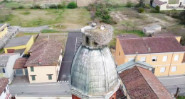 La cicogna sul campanile di Cornaleto