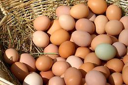 Pasqua 2021, Confagricoltura: “Premiate le uova vere”