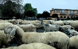 Pecore, capre e cavalli: la pacifica invasione