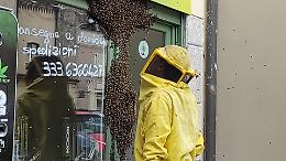 VIDEO Impressionante invasione di api in piazza Istria e Dalmazia: l'intervento dell'apicoltore