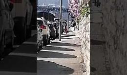 VIDEO Coronavirus, una pecora al guinzaglio per uscire di casa