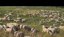 VIDEO L'immunità di gregge... a Cremona