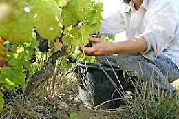 Confagricoltura: investire in capitale umano 