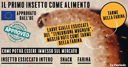 Ok Ue a primo insetto come alimento, è tarma della farina