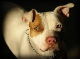 Pitbull aggredisce bambino di 8 anni 