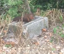 E all'improvviso spunta lo scoiattolo rosso