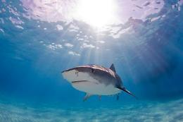Australia: surfista muore dopo l'attacco di uno squalo