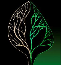 Mostra "L' Amazzonia deve vivere"
