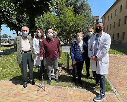 Alla Fondazione Germani piantato il 'melograno del sollievo'