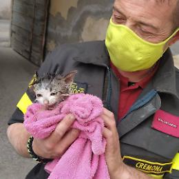 Gattino intrappolato, i vigili del fuoco lo salvano