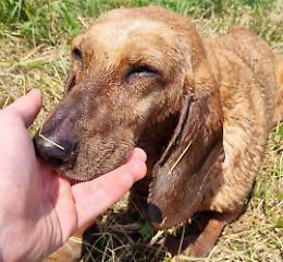 Cagnolina nel canale, salvata da un ragazzo