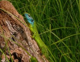 Festa delle Oasi, tra natura e bellezza al Bosco didattico