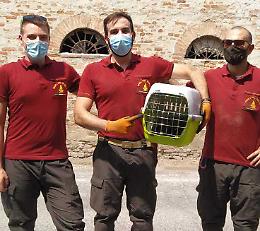 Salvata gattina incastrata nel motore