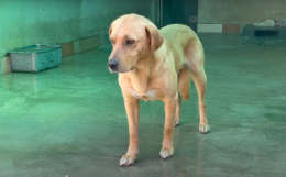 Bobo, Yalco e Charlie: tre nuovi amici da adottare