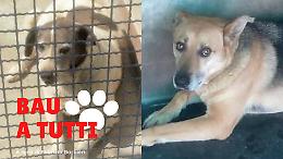 Cucciolo o adulto? Come scegliere il cane da adottare