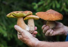 Funghi: che cosa bisogna sapere