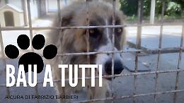 Gli inseparabili, il pastore del Caucaso e il Maremmano