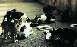 Gattile, due moduli abitativi per dieci gatti anziani e malati
