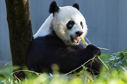 'Il panda è salvo', per la Cina non è più in estinzione