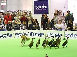 Torna PetsFestival, l'ottava edizione si terr&agrave; il 16 e 17 ottobre