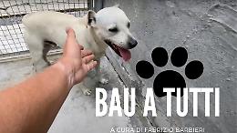 Chi vuole coccolare Ughetto, Pippo e Tom?