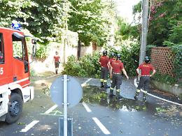 Dieci minuti di grandine e vento forte, pianta cade sulla strada