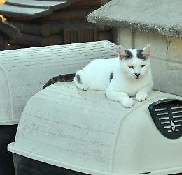 «Il gattile  al completo», mici pure a casa dei volontari