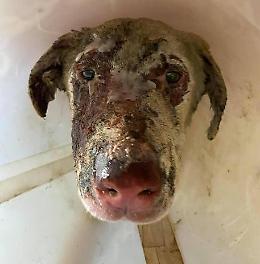 Morto Angelo, il cane pastore simbolo dei roghi in Sardegna