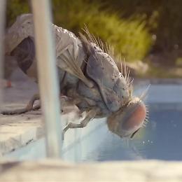 Cinema sotto le stelle:
"Due uomini e una mosca - Mandibules"