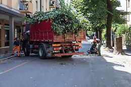 Alberi tagliati, Virgilio risponde a Legambiente